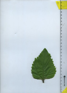 leaftop