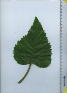 leaftop