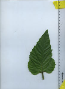 leaftop