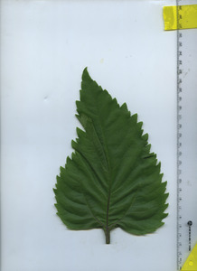 leaftop