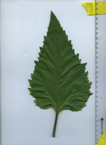 leaftop