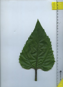leaftop