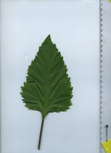 leaftop