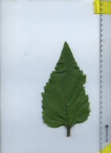 leaftop