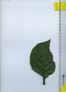 leaftop