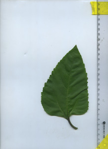leaftop