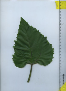 leaftop
