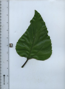 leaftop
