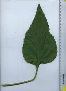 leaftop