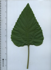 leaftop