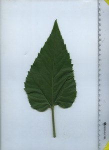 leaftop