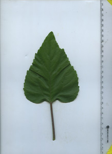 leaftop