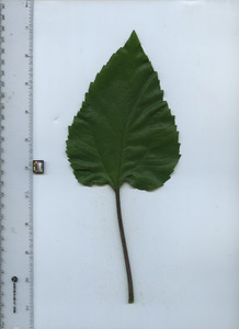 leaftop