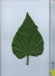 leaftop
