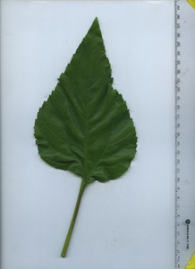 leaftop