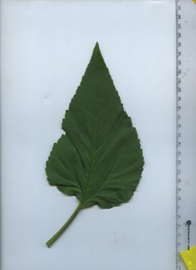 leaftop