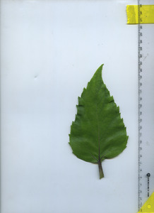 leaftop