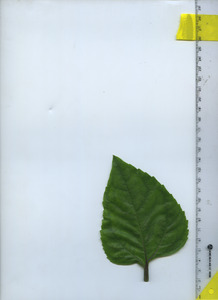 leaftop