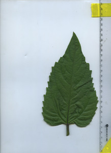 leaftop