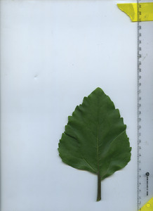 leaftop