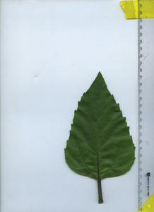leaftop