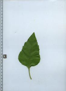 leaftop