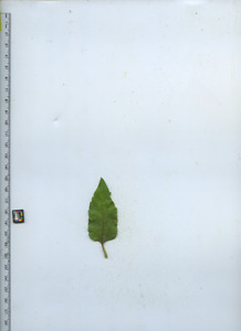 leaftop