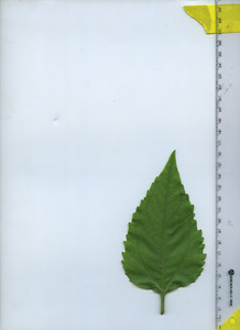 leaftop
