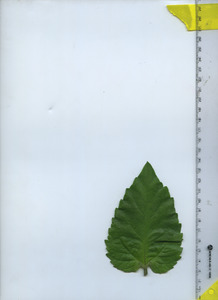 leaftop