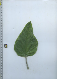 leaftop