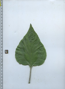 leaftop