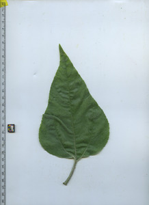 leaftop