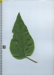 leaftop