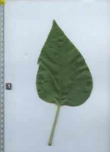 leaftop