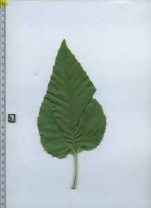 leaftop