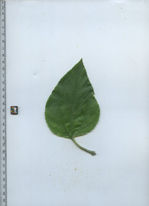 leaftop
