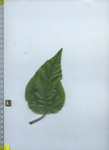 leaftop
