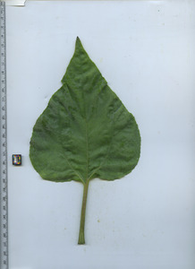 leaftop