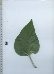 leaftop