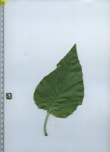leaftop