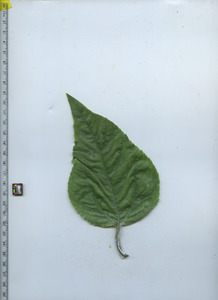 leaftop