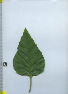 leaftop