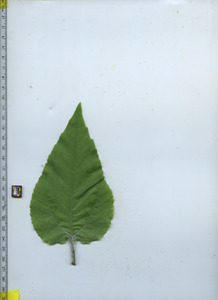 leaftop