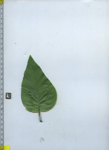 leaftop