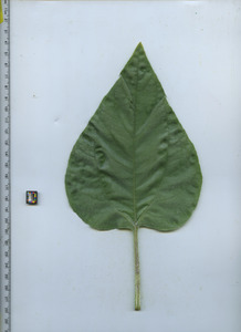 leaftop
