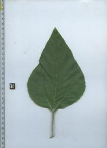 leaftop
