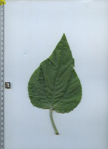leaftop