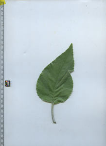 leaftop