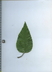 leaftop