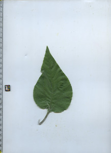 leaftop